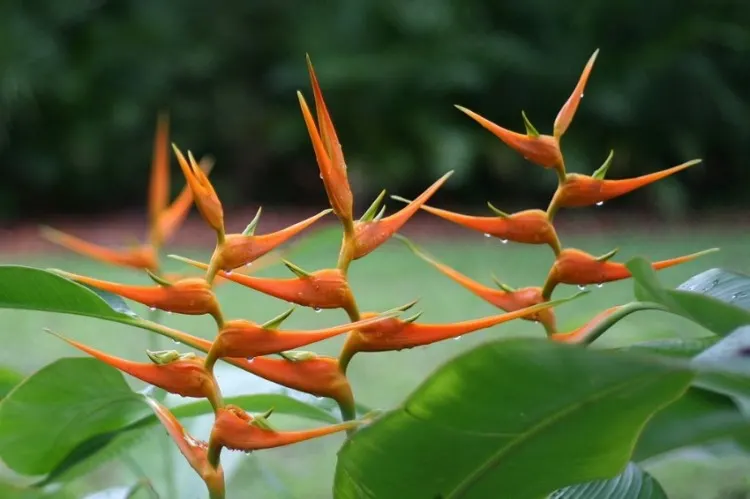 A Heliconia plant