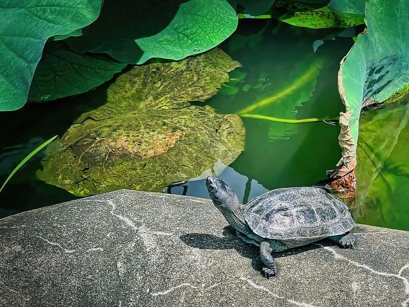 31 Different Types of Turtles Around the World 26 Japanese Pond Turtle
