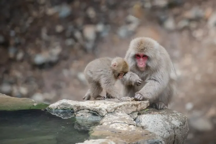 Japanese macaques