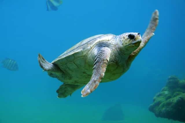 10 Different Types of Turtles Around the World 4 Kemp’s Ridley Sea Turtle