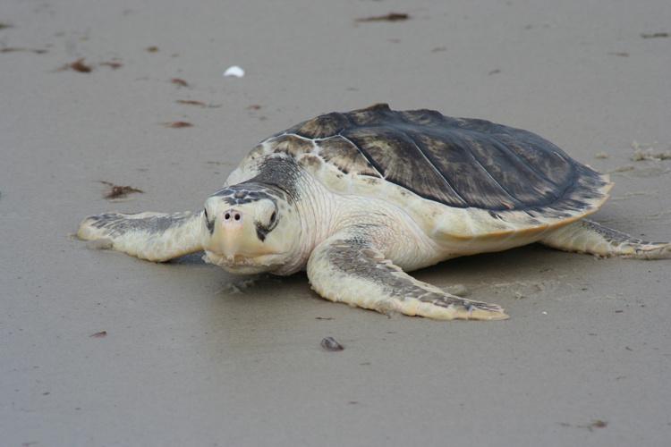 Endangered Kemp's Ridley Sea Turtle