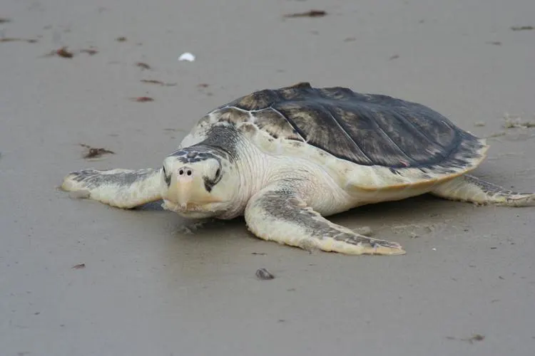 33 Most Threatened and Endangered Species in Florida 25 Endangered Kemp's Ridley Sea Turtle
