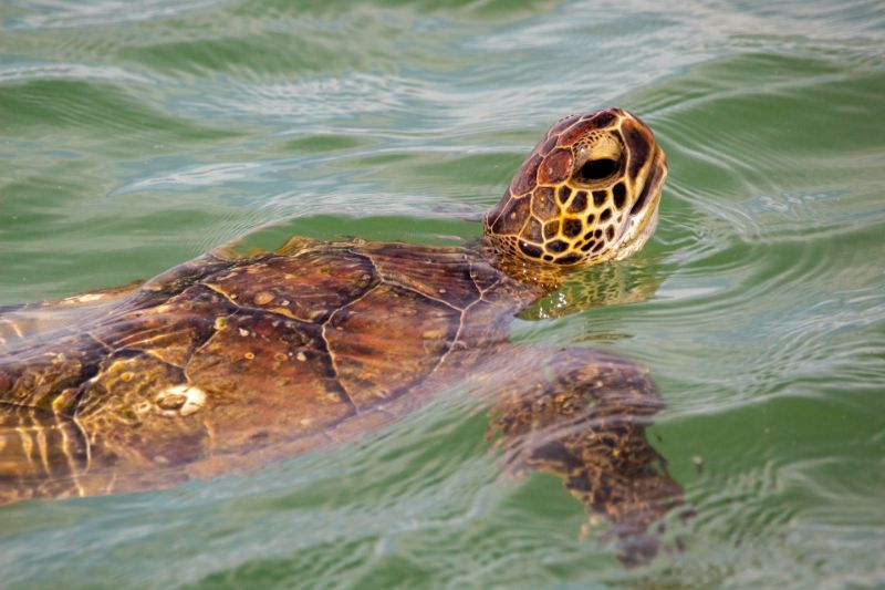 Kemp’s Ridley Sea Turtle swimming