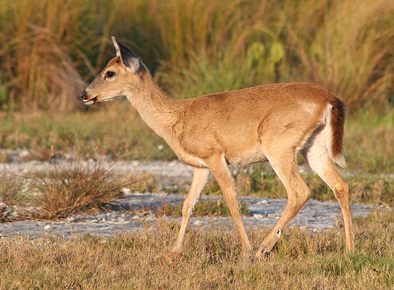 Endangered Key Deer