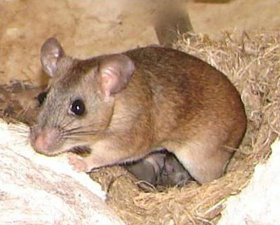 Endangered Key Largo Woodrat