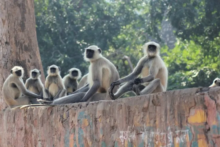 Monkeys Langurs sitting on a wall