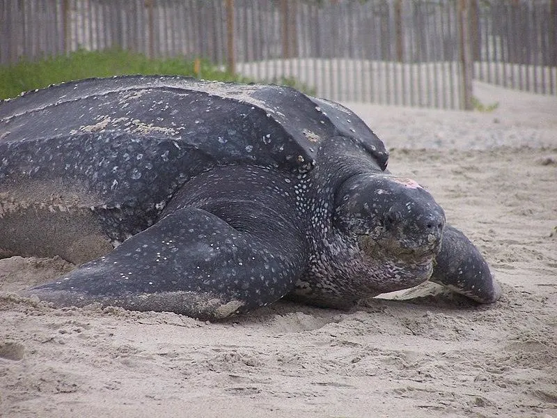31 Different Types of Turtles Around the World 1 Leatherback Sea Turtle