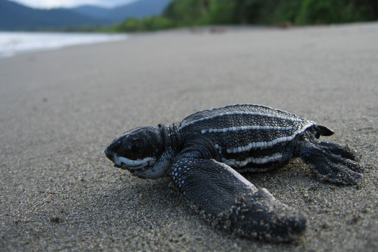 Endangered Leatherback Sea Turtle