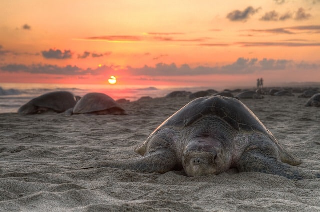 10 Different Types of Turtles Around the World 1 Leatherback Turtle