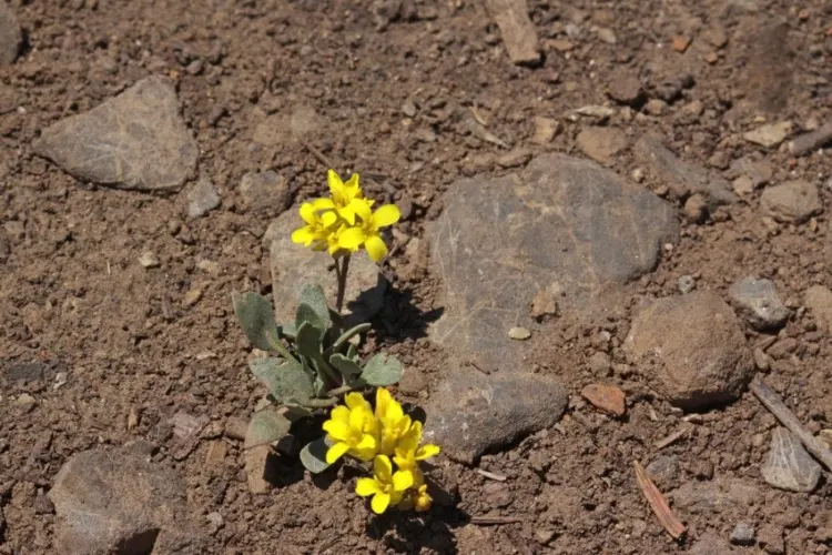 21 Top Most Endangered Plants Around the World 27 Lesquerella kingii