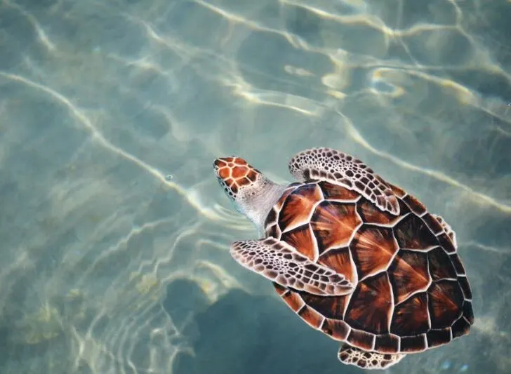 Loggerhead Sea Turtle