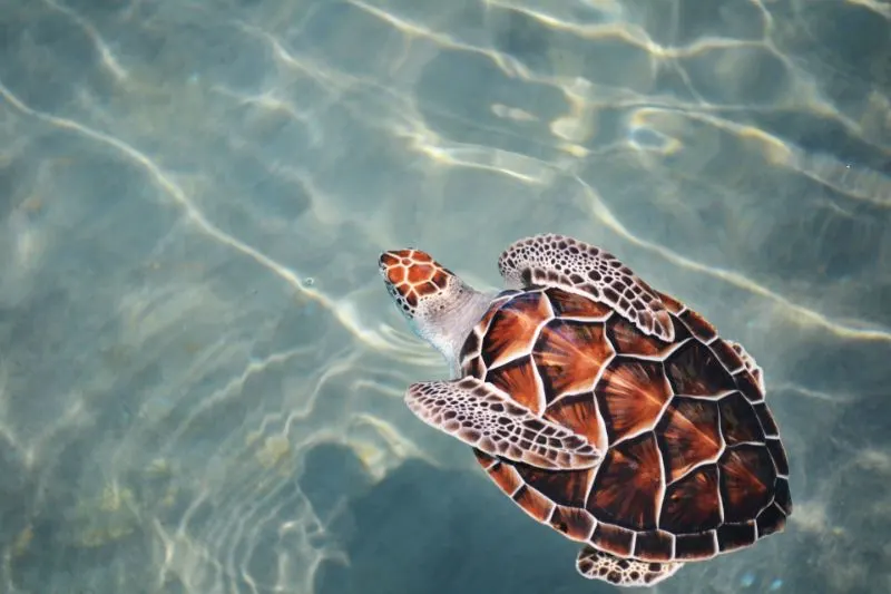 31 Different Types of Turtles Around the World 2 Loggerhead Sea Turtle