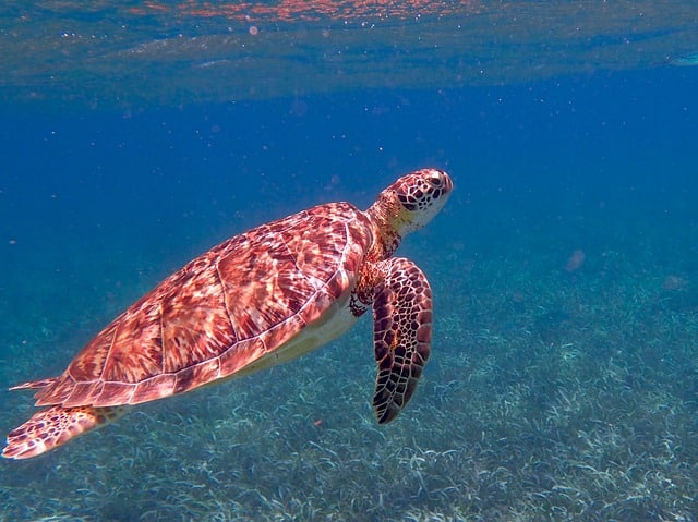 10 Different Types of Turtles Around the World 2 Loggerhead Sea Turtle
