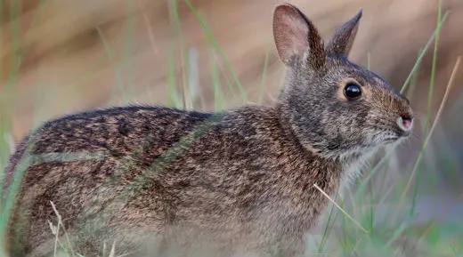 Endangered Lower Keys Marsh Rabbit