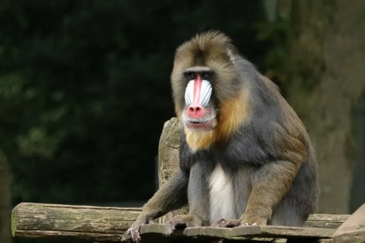 Mandrill monkey