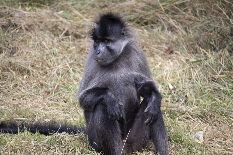 Grey-cheeked Mangabey