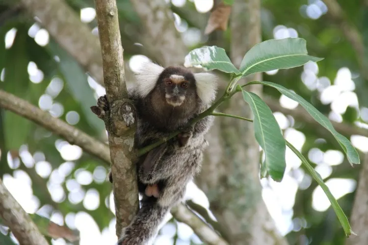 13 Types of Monkeys from Around the World 20 Marmoset monkey
