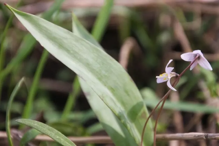 Minnesota Dwarf Trout Lily