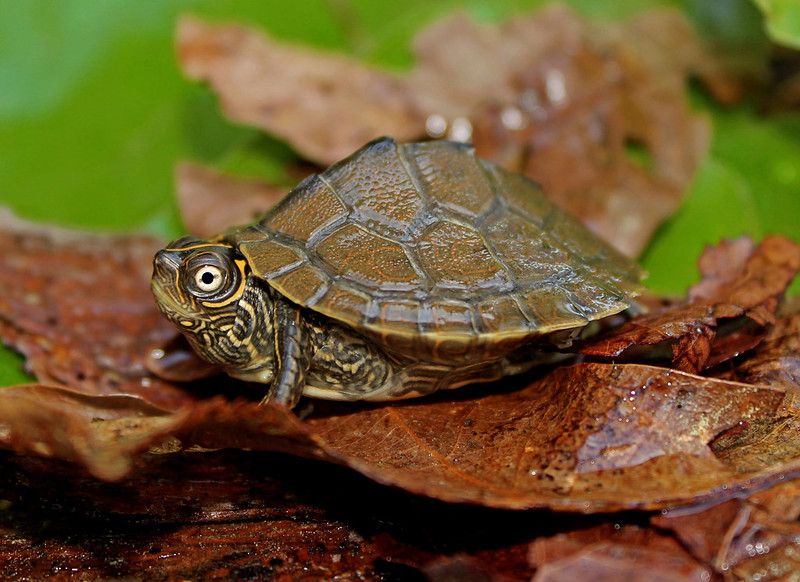 Mississippi Map Turtle