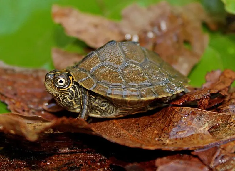 31 Different Types of Turtles Around the World 17 Mississippi Map Turtle