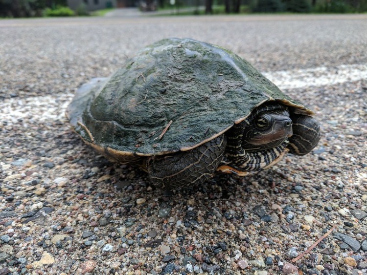 Northern Map Turtle