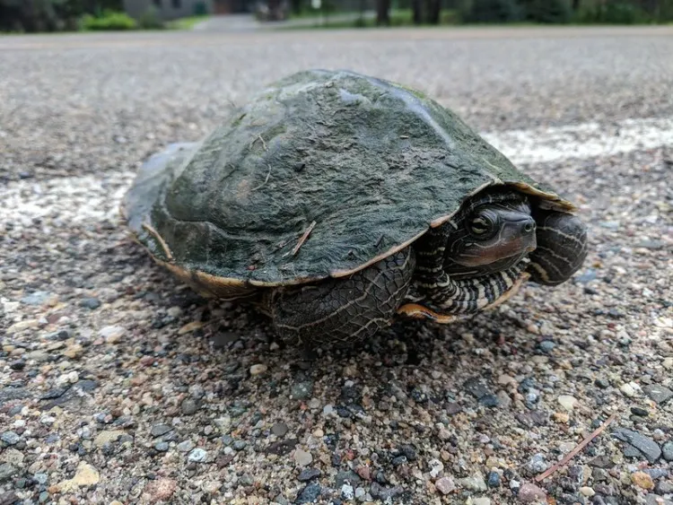 31 Different Types of Turtles Around the World 15 Northern Map Turtle