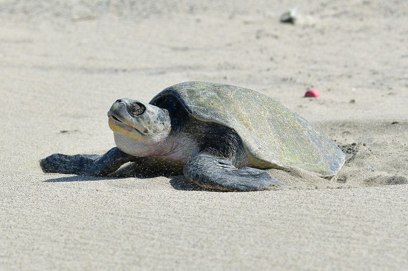 Olive Ridley Sea Turtle