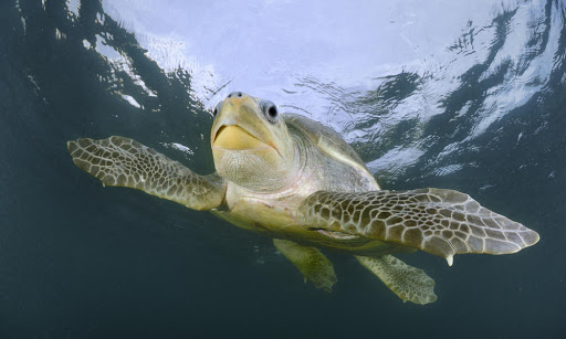 10 Different Types of Turtles Around the World 7 Olive Ridley Turtle