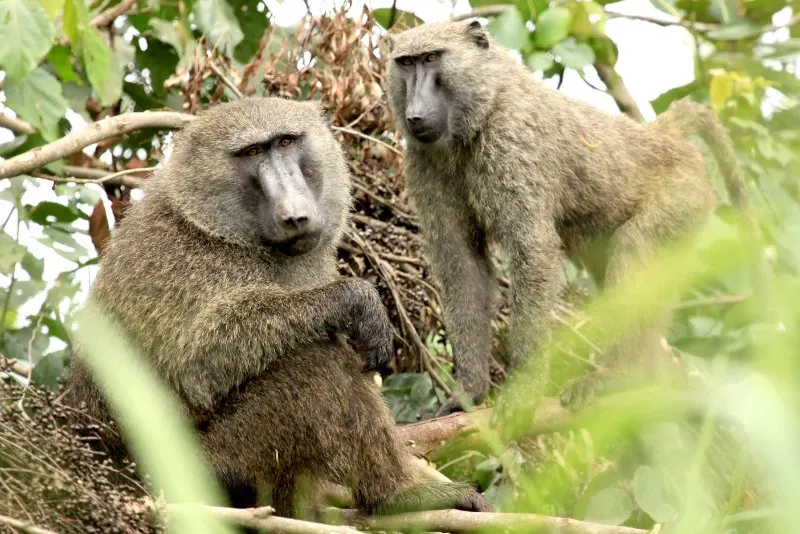 Olive baboons on a tree