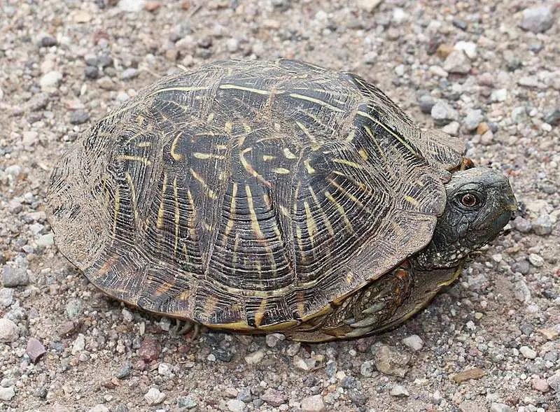 31 Different Types of Turtles Around the World 9 Ornate Box Turtle