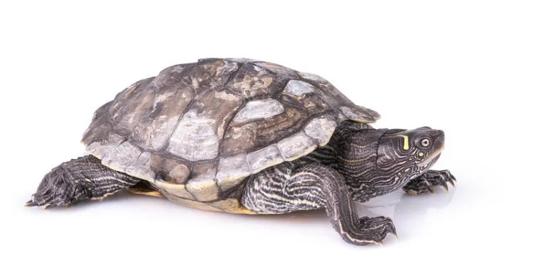 31 Different Types of Turtles Around the World 14 Ouachita Map Turtle