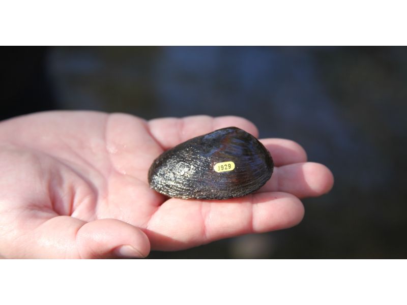 33 Most Threatened and Endangered Species in Florida 18 Endangered Oval Pigtoe