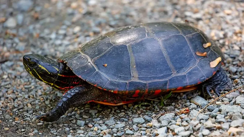 31 Different Types of Turtles Around the World 11 Painted Turtle