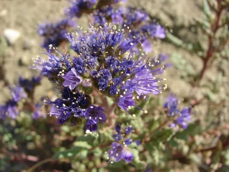 21 Top Most Endangered Plants Around the World 26 Phacelia Formosula