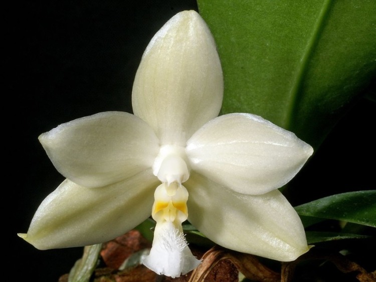 A closeup of Phalaenopsis-Micholitzii