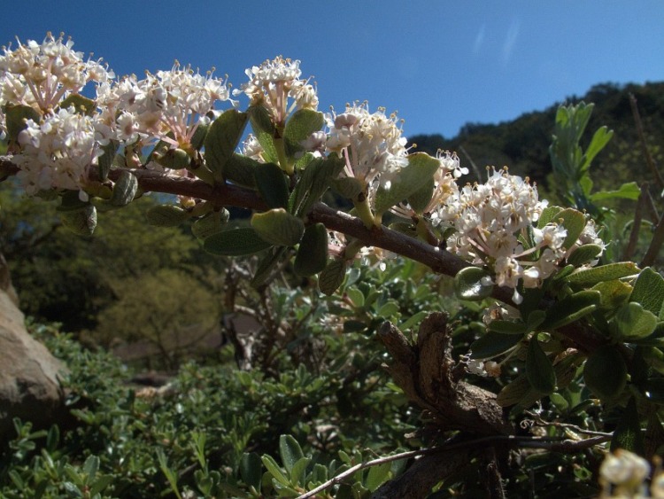 Ceanothus roderickii