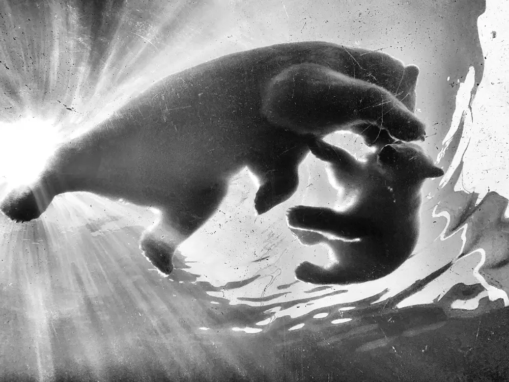7 Reasons Why is Biodiversity Important to Ecosystems 1 Polar bears