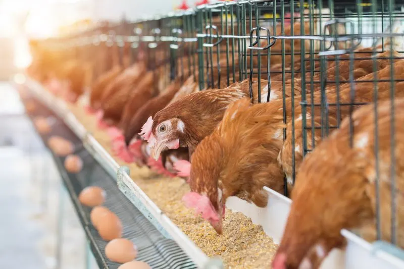 Hen, Chicken eating grains and eggs in the background 