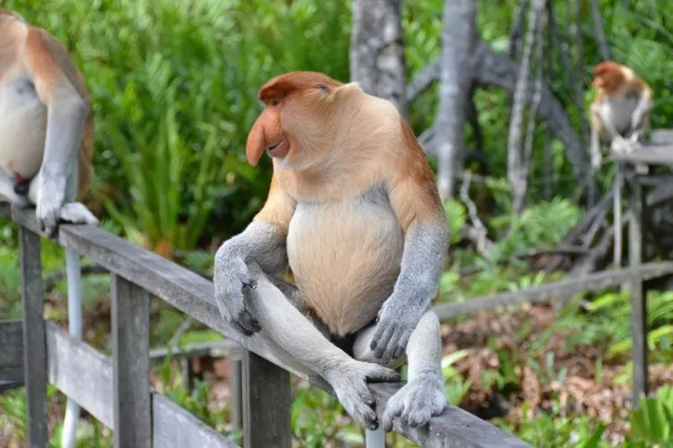 13 Types of Monkeys from Around the World 17 Proboscis monkey