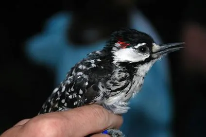 33 Most Threatened and Endangered Species in Florida 33 Endangered Red-Cockaded Woodpecker