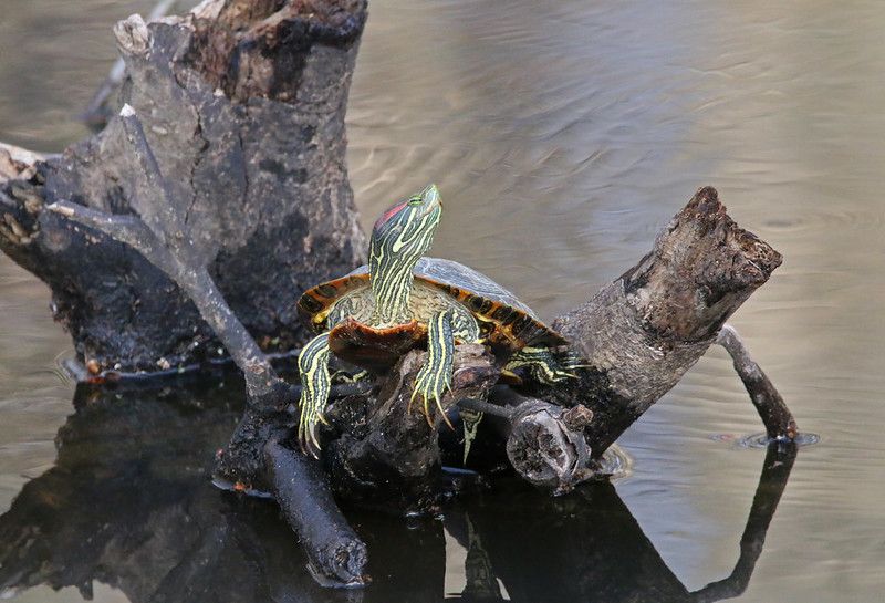 Red Eared Slider Turtle