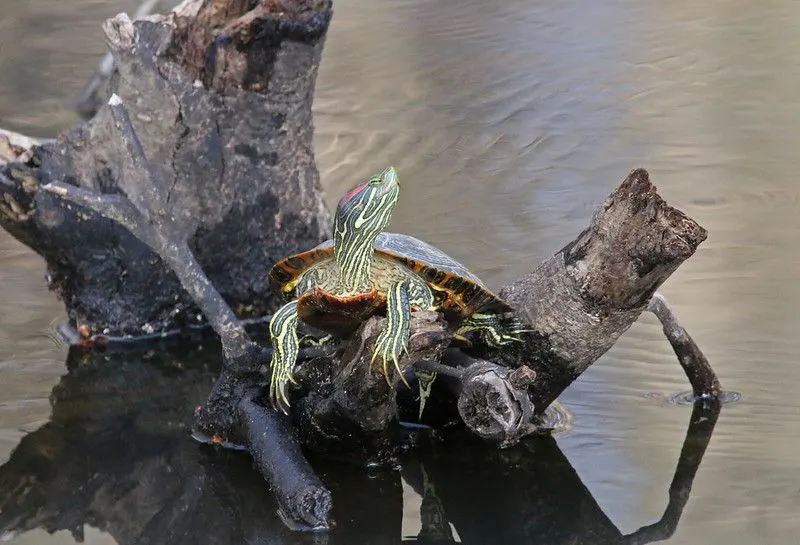 10 Different Types of Turtles Around the World 8 Red Eared Slider Turtle