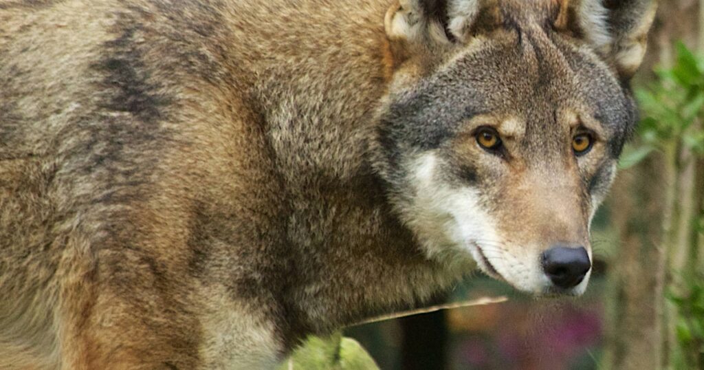 33 Most Threatened and Endangered Species in Florida 32 Endangered Red Wolf