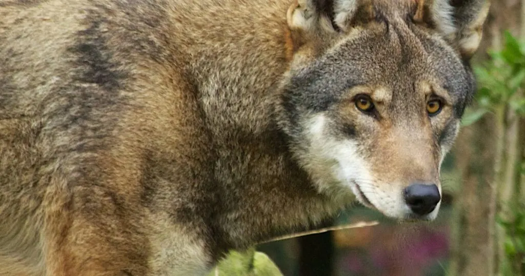 Endangered Red Wolf