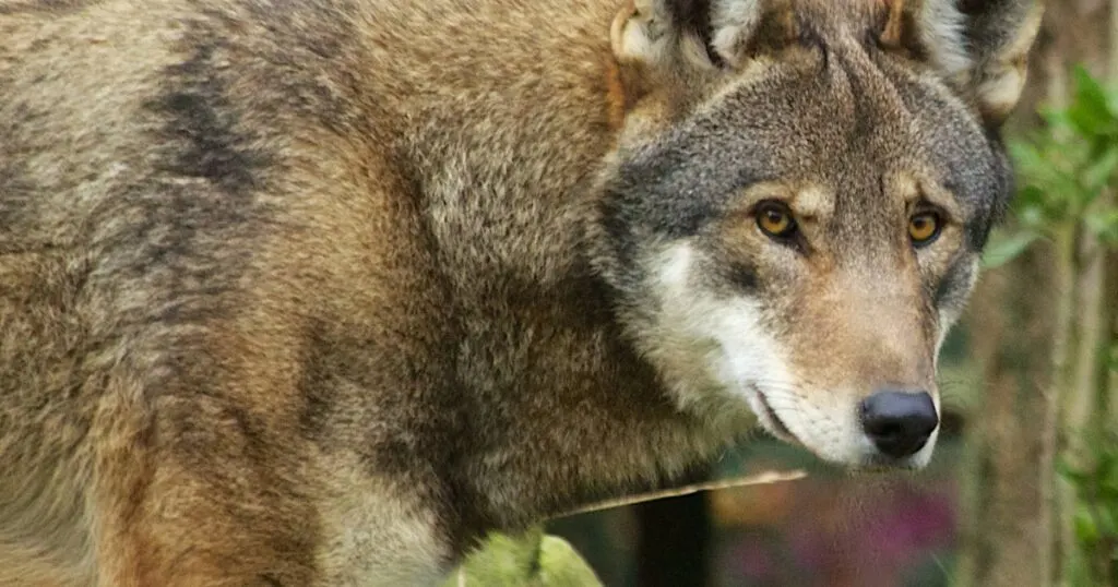 33 Most Threatened and Endangered Species in Florida 32 Endangered Red Wolf