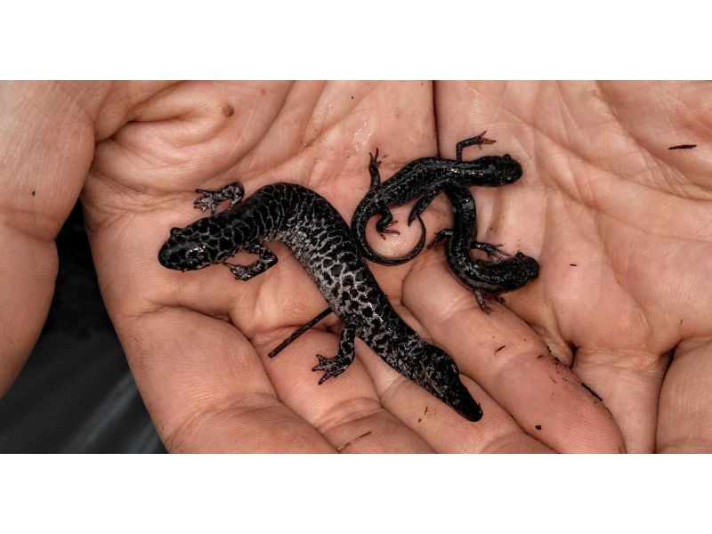 Endangered Reticulated Flatwoods Salamander