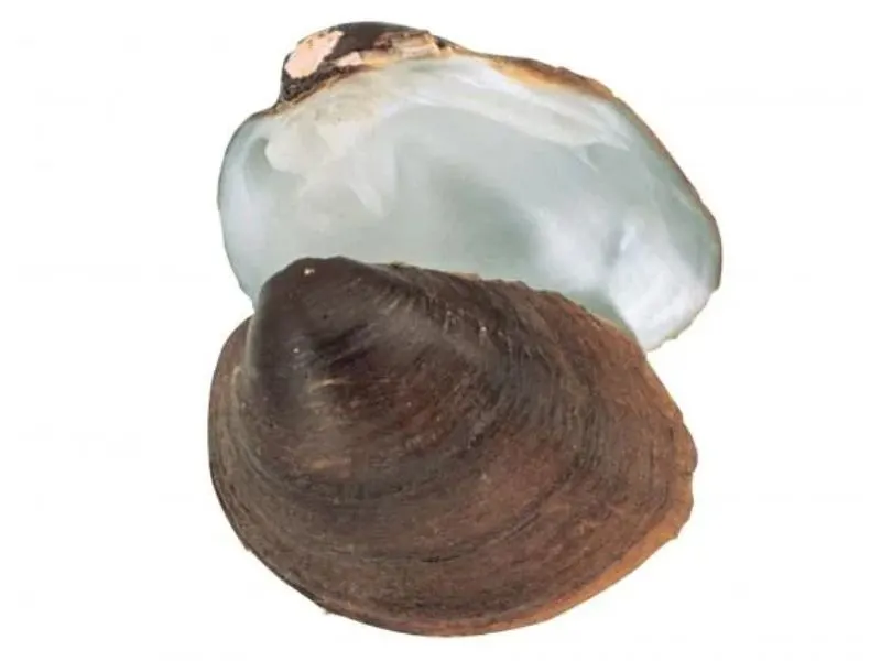 33 Most Threatened and Endangered Species in Florida 8 Endangered Round Ebonyshell