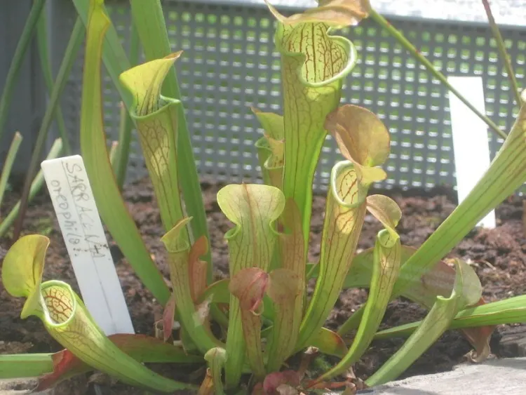 21 Top Most Endangered Plants Around the World 23 An image of Sarracenia oreophila
