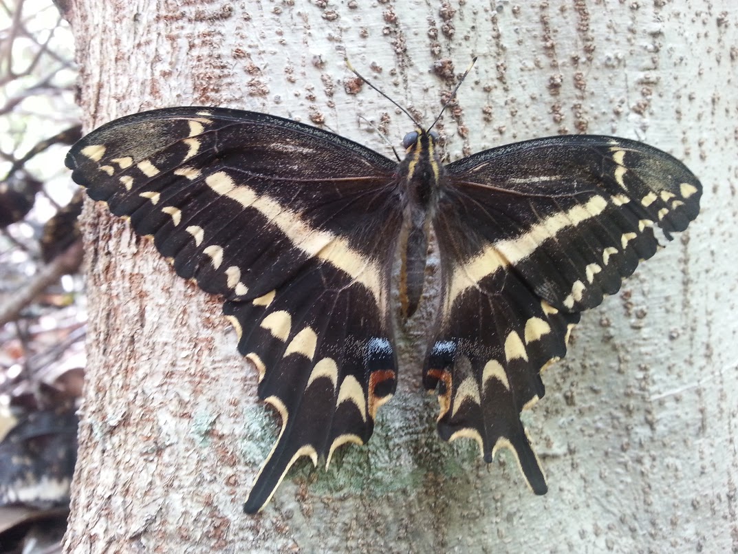 33 Most Threatened and Endangered Species in Florida 6 Endangered Schaus Swallowtail Butterfly