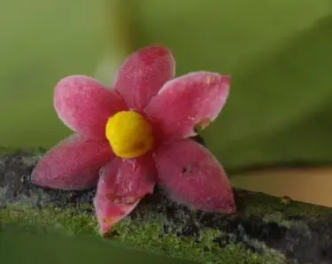 21 Top Most Endangered Plants Around the World 17 Sirdavidia Solannona
